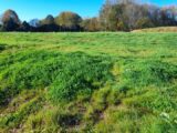 Maison à construire à Royères (87400) 2134917-3291annonce120250417TZvfk.jpeg Maisons Millot