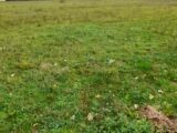 Terrain à bâtir à Verneuil-sur-Vienne (87430) 2187582-3291annonce120250611hBIvg.jpeg Maisons Millot