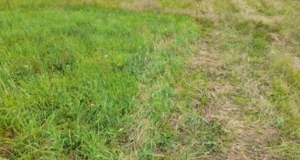 Nieul Terrain à bâtir - 2206024-3291annonce120250626TFGPv.jpeg Maisons Millot