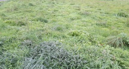 Couzeix Maison neuve - 2310743-3291annonce22025102056IWg.jpeg Maisons Millot